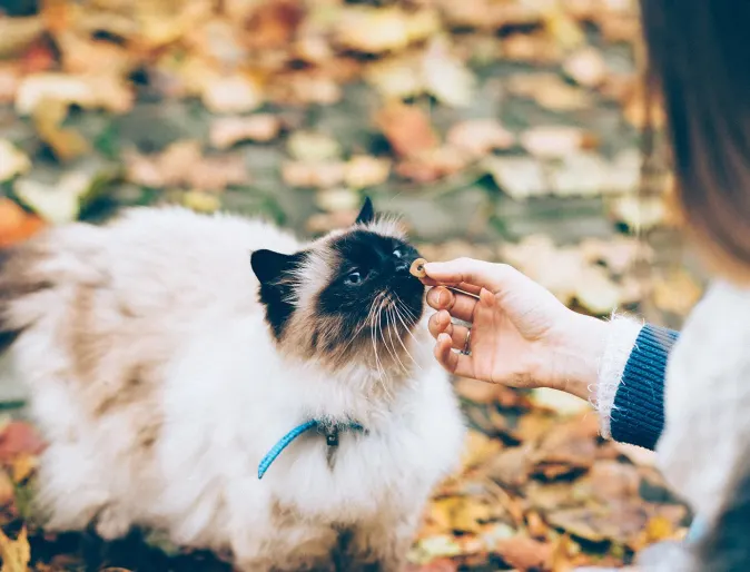 Cat standing and being pet by a woman with leaves and grass in the background